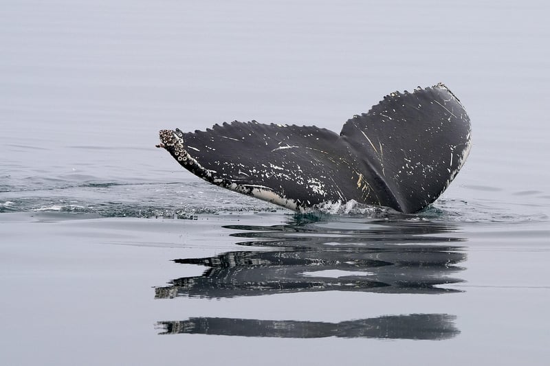 Snorkeling fins